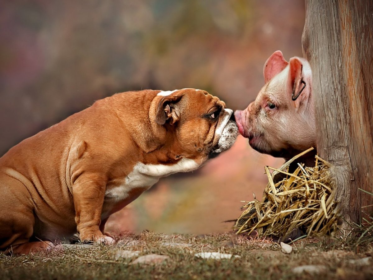 Свинья и бульдог
