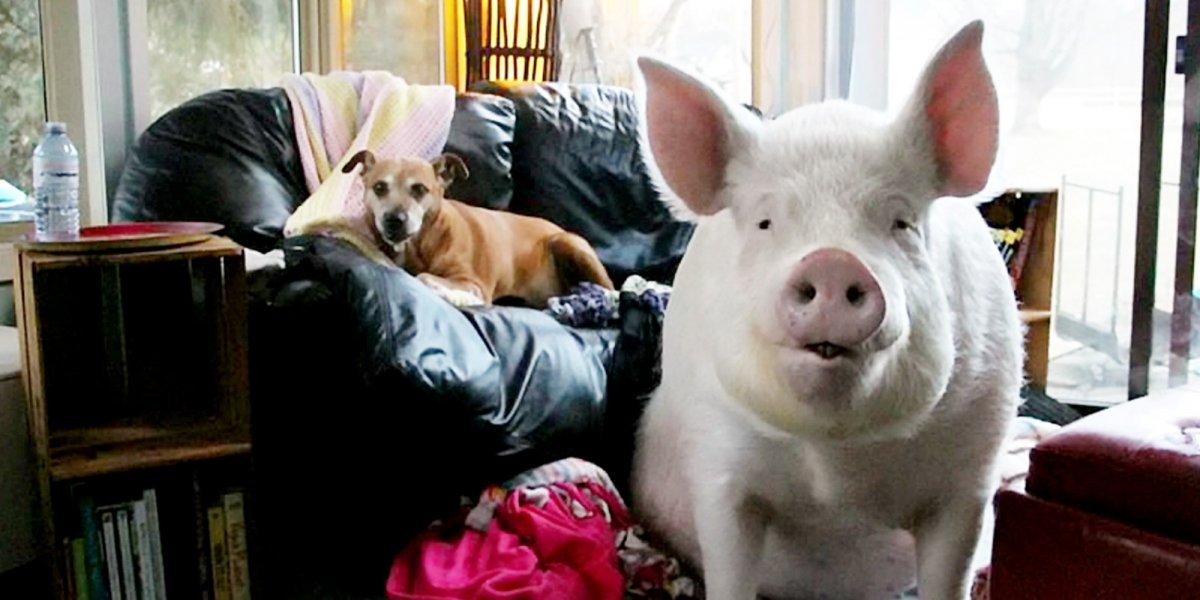 Свинья и пес