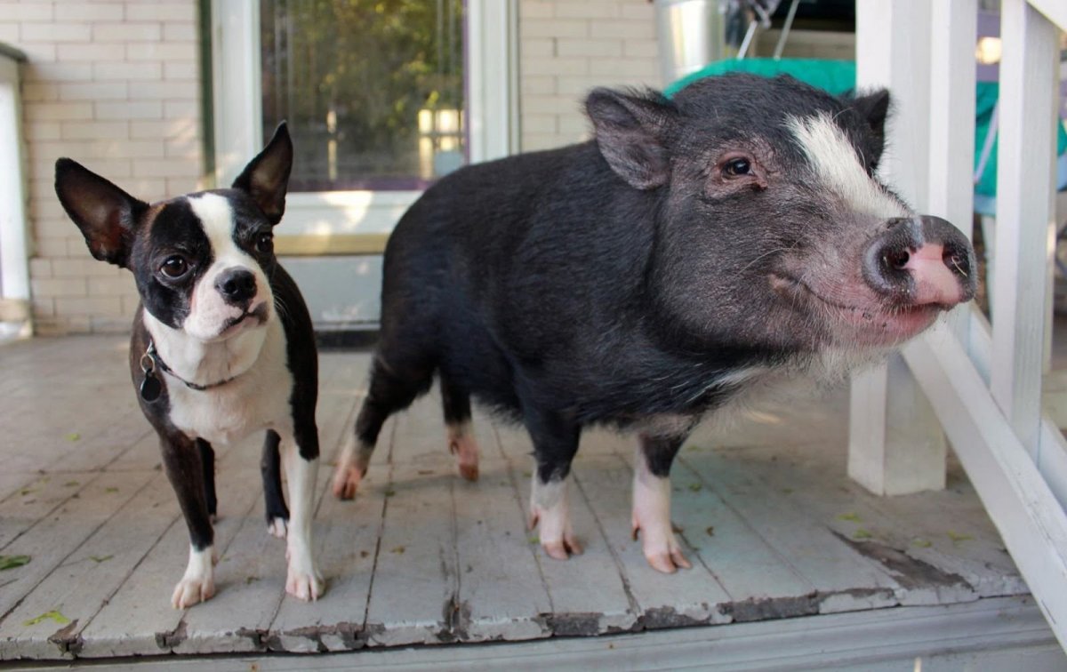 Собака как поросенок