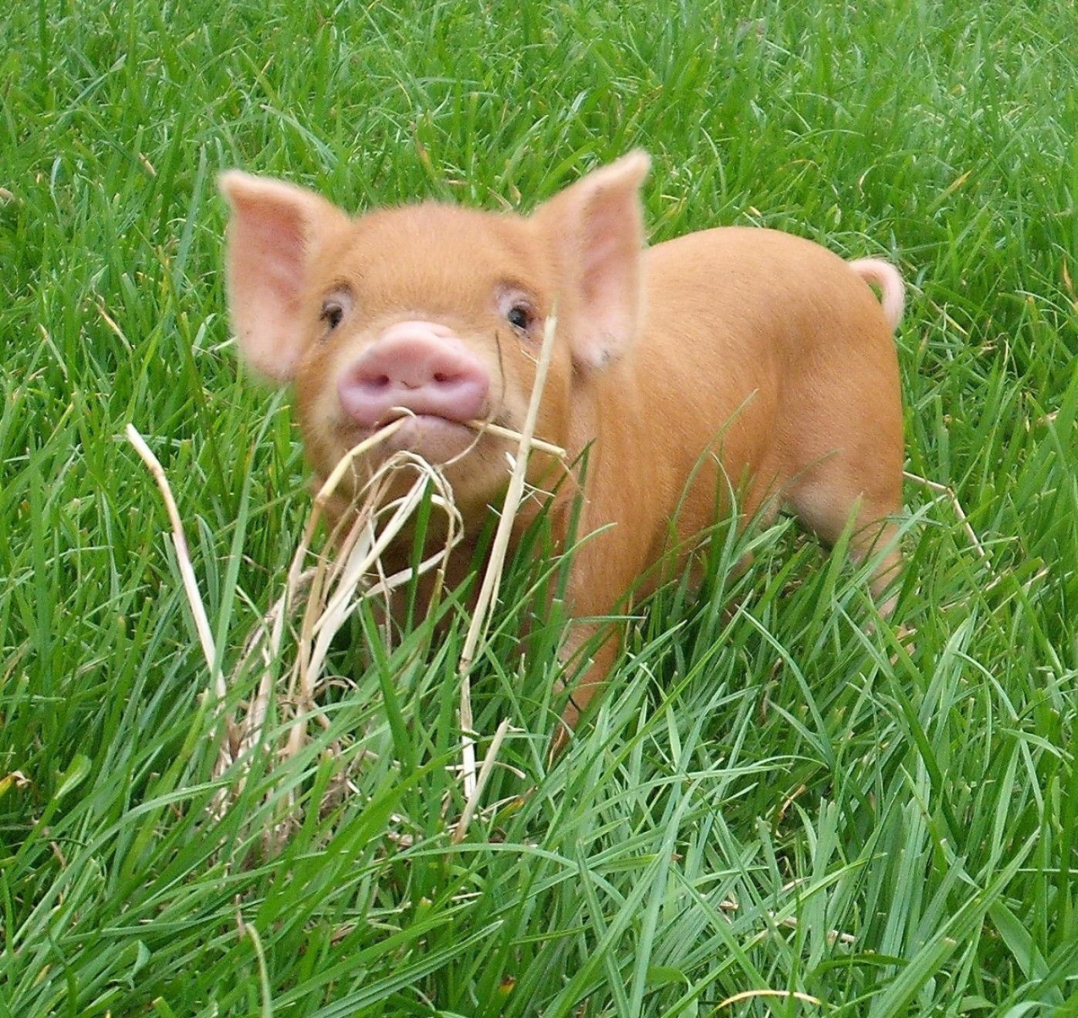 Свинья и Овечка