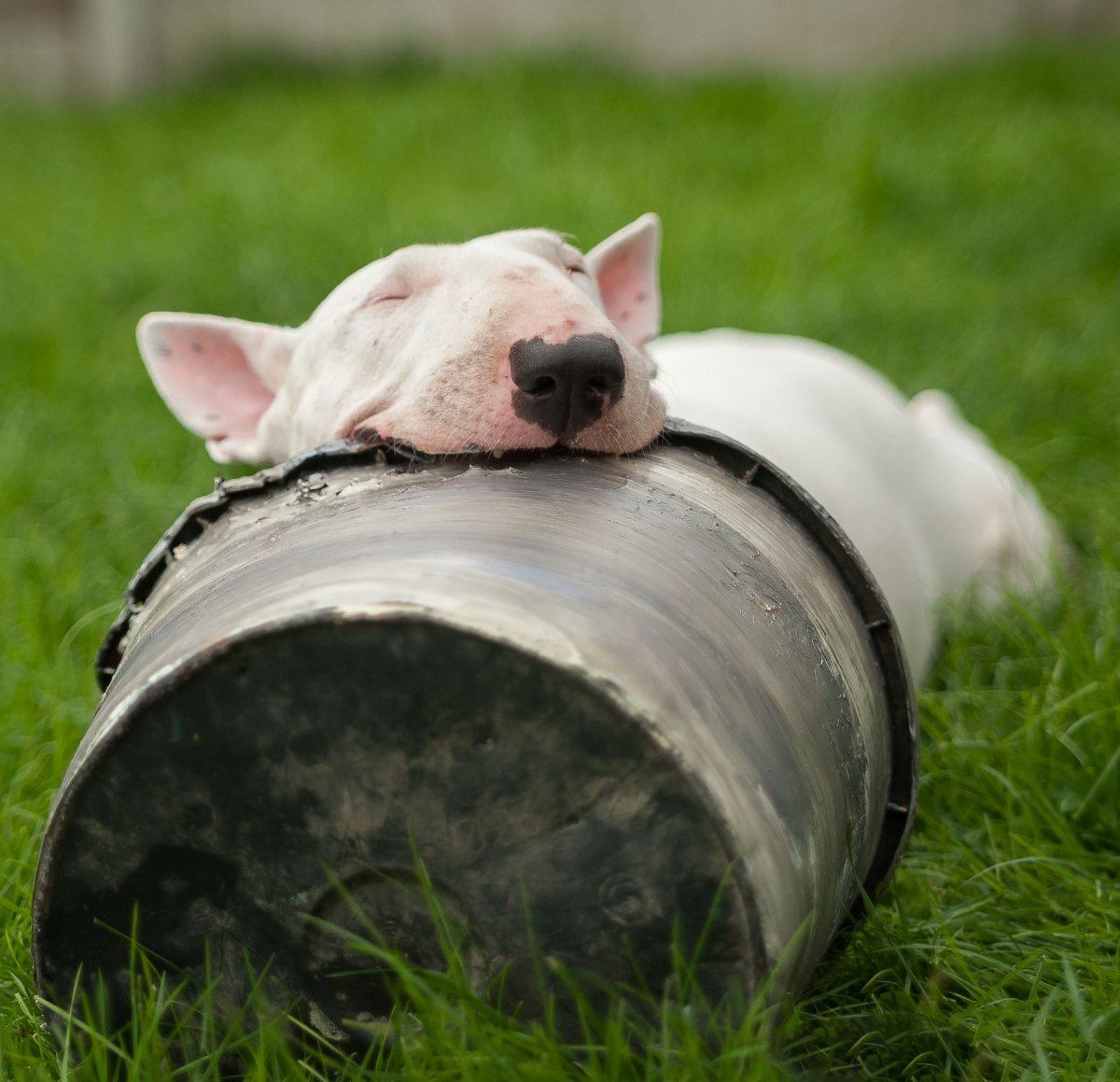 Поросенок и щенок