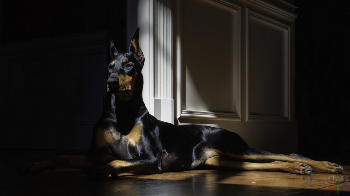 4 Добермана