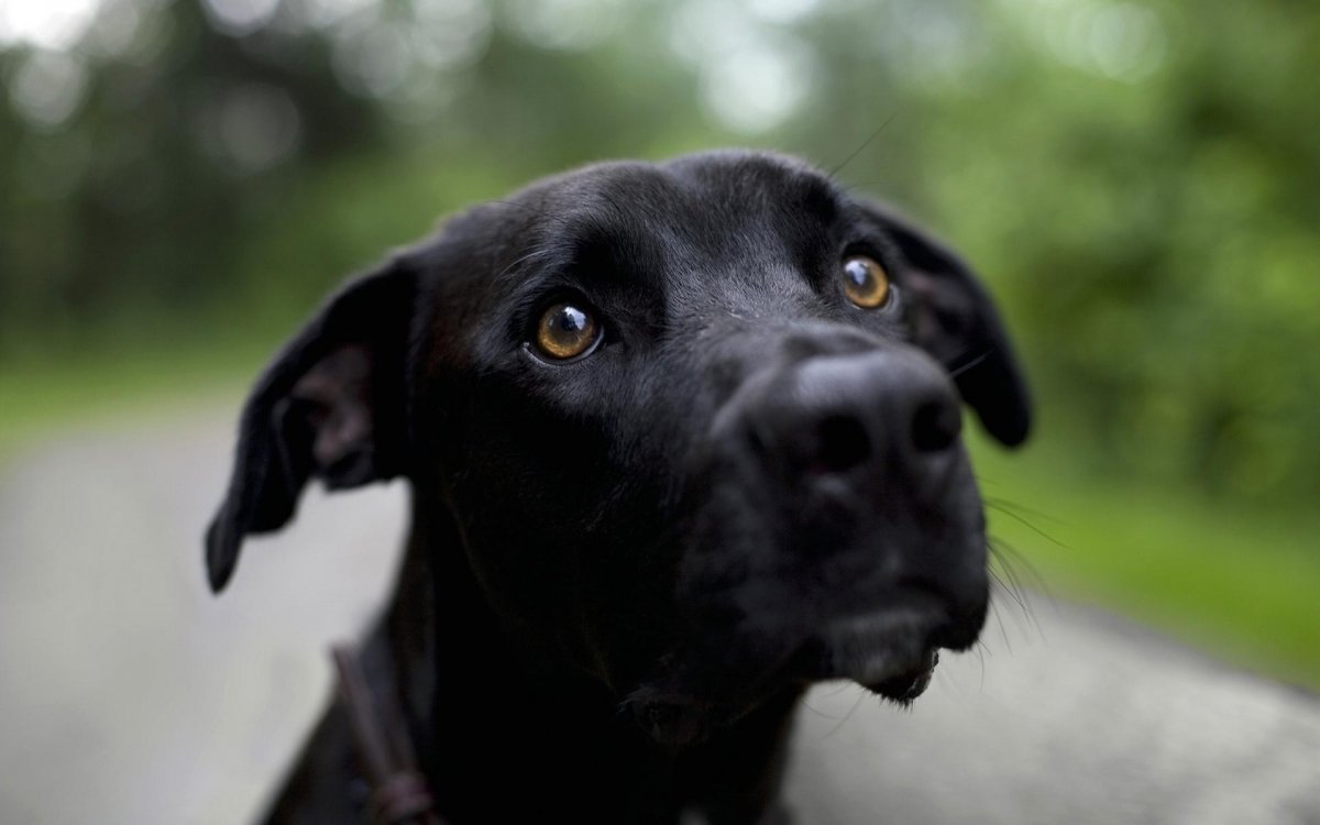 Майоркская овчарка