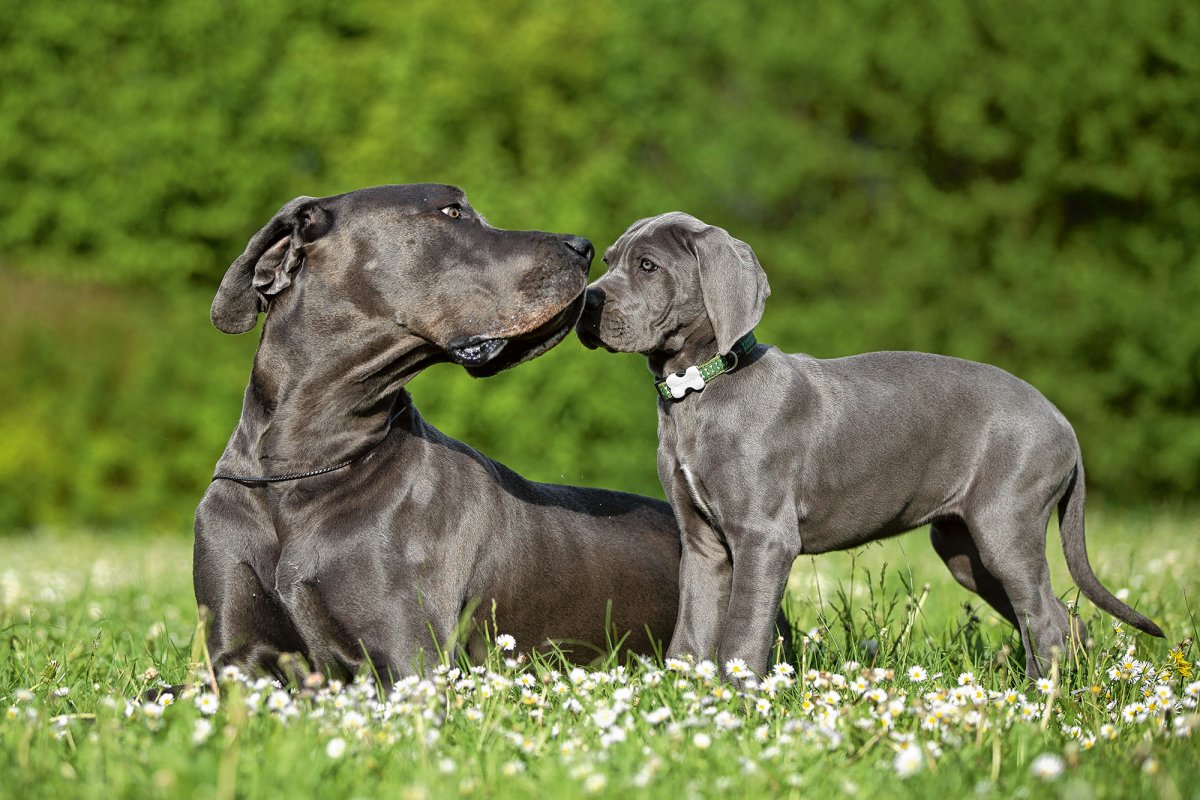 Немецкий дог щенок