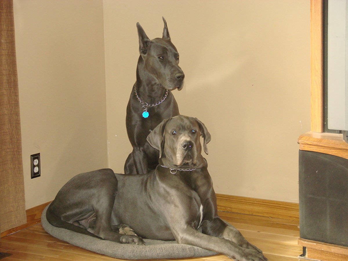 2 Немецких дога