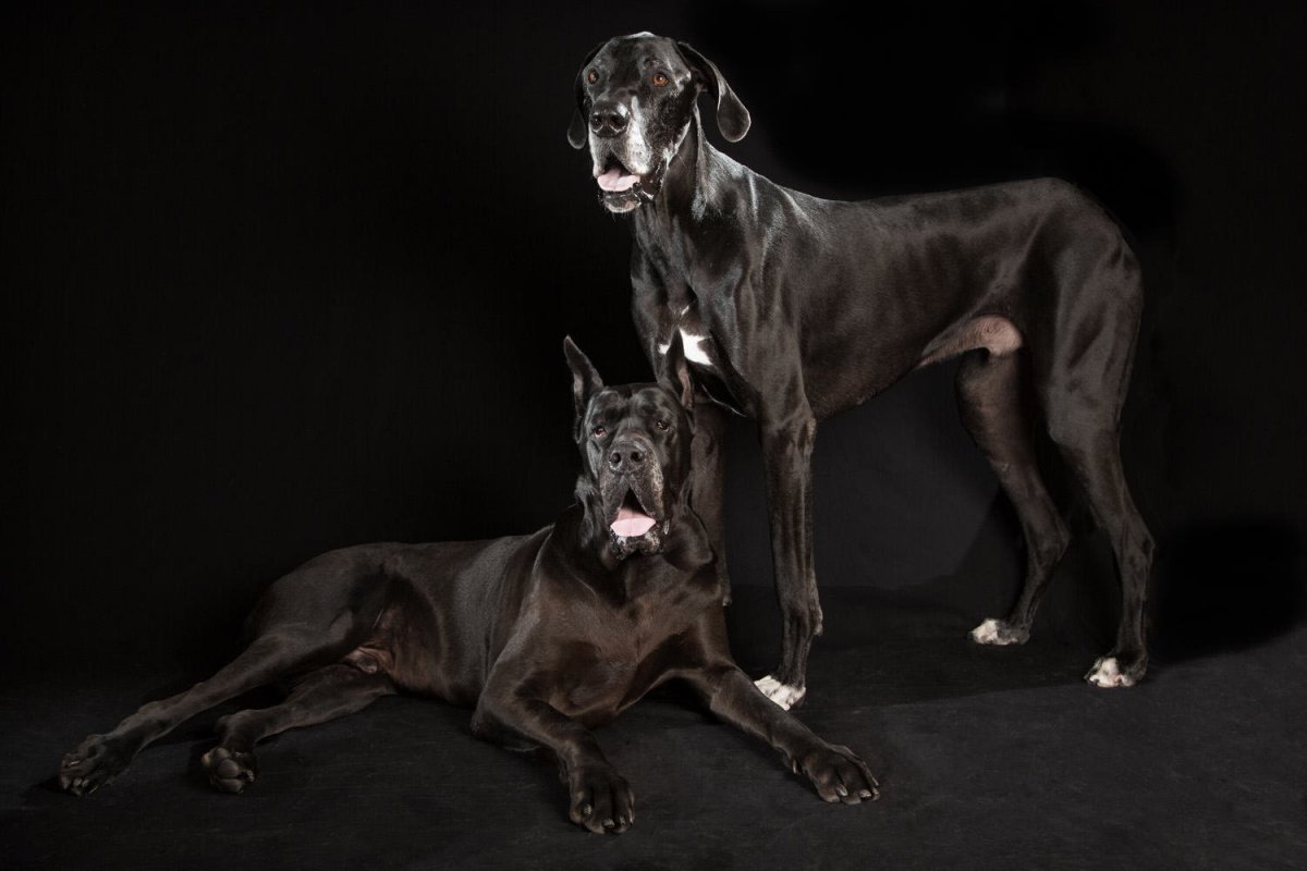 Королевский дог и Доберман
