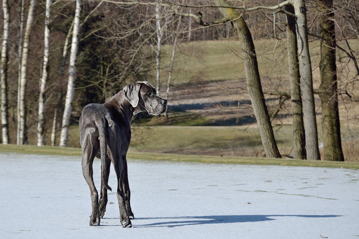 Немецкий дог длинношерстный