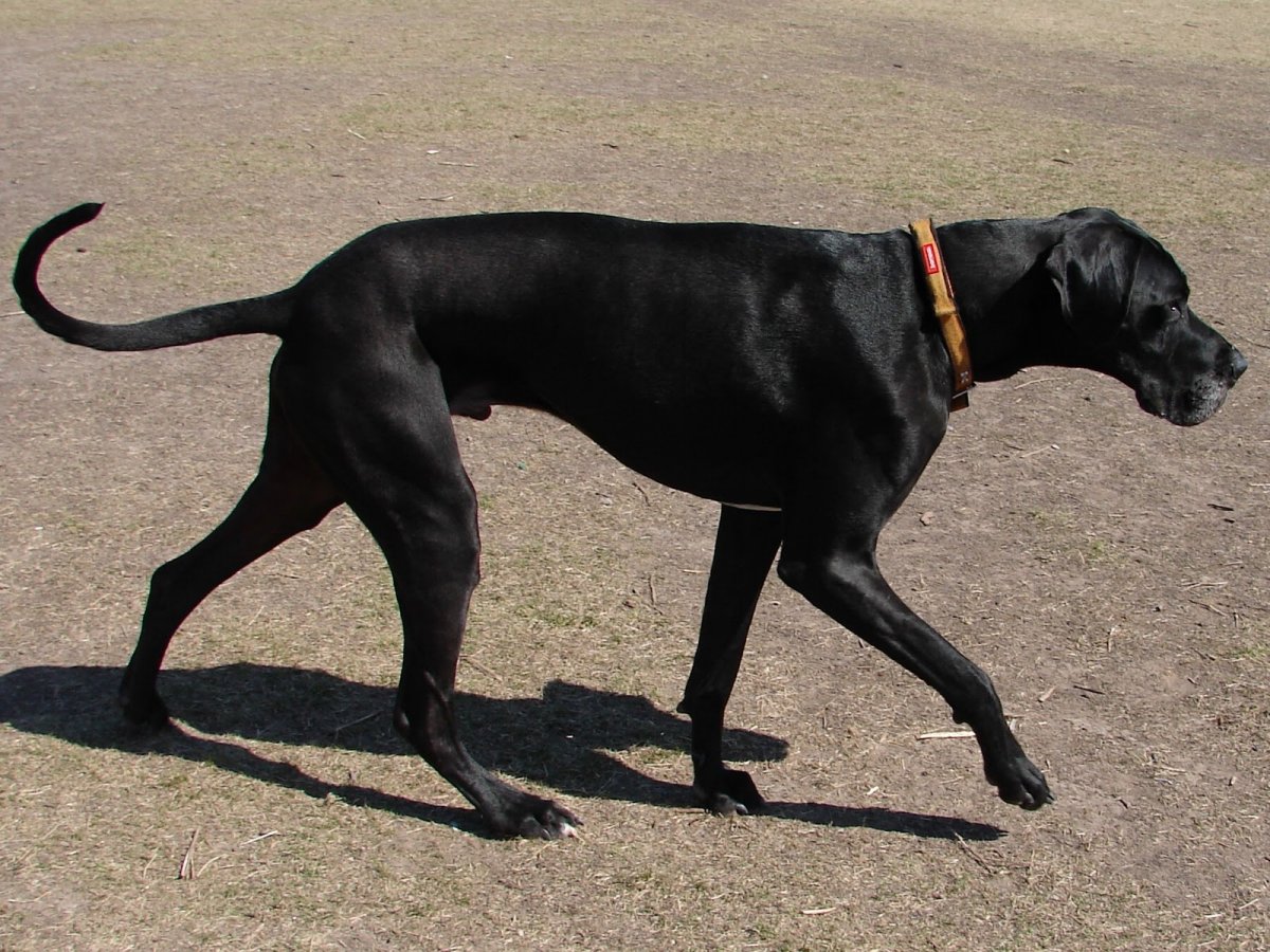Черный Королевский дог