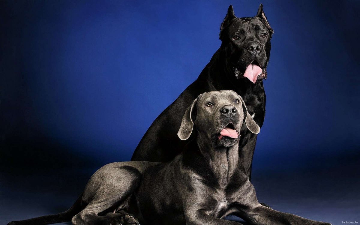 Немецкий Кане Корсо