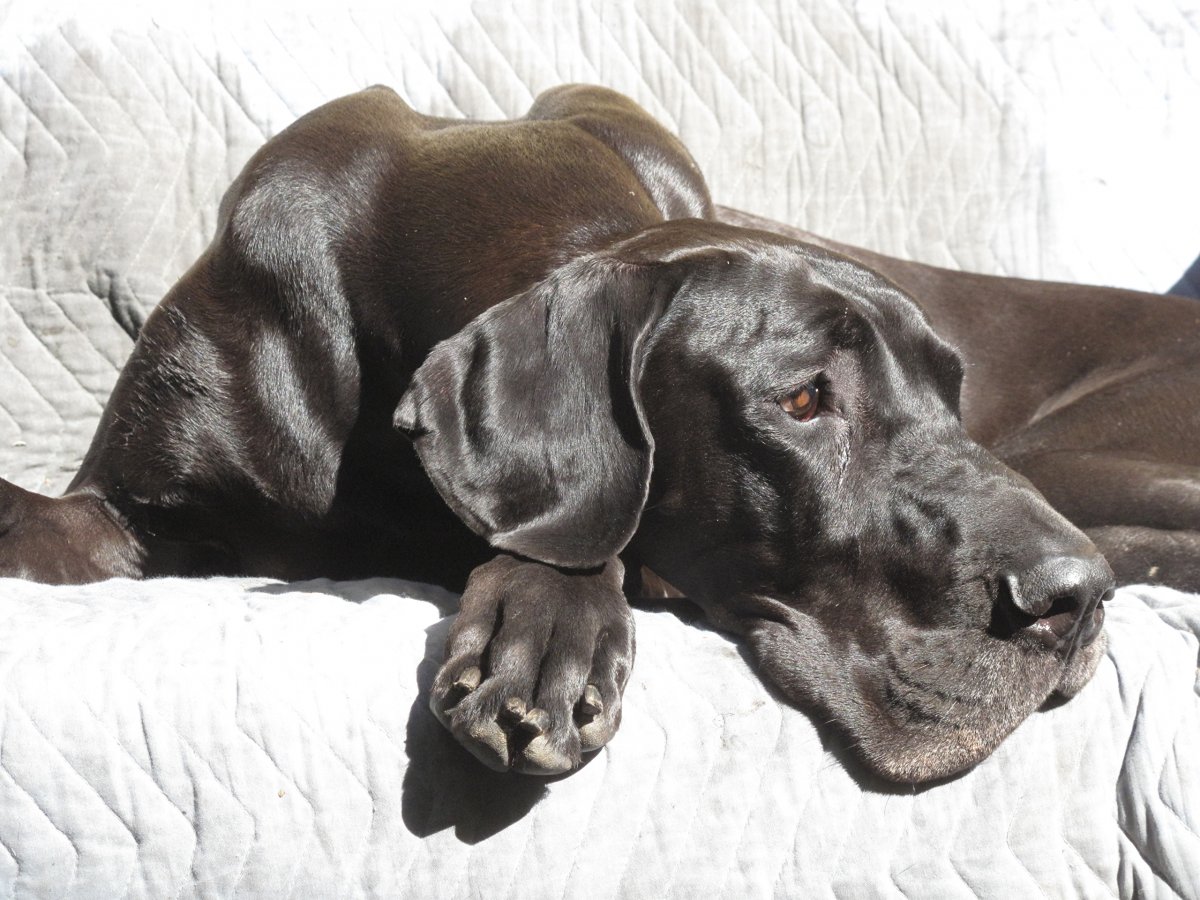 Большая гладкошерстная собака