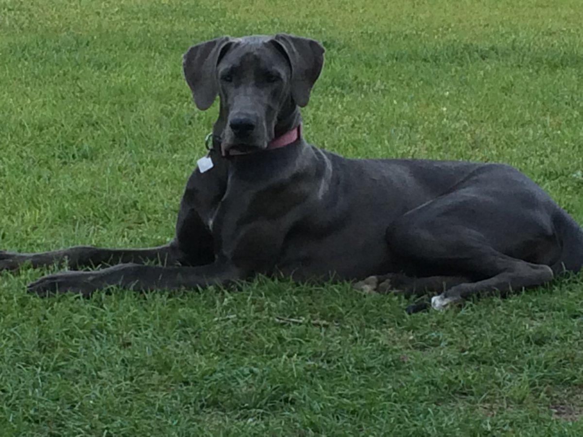 Немецкий дог французский