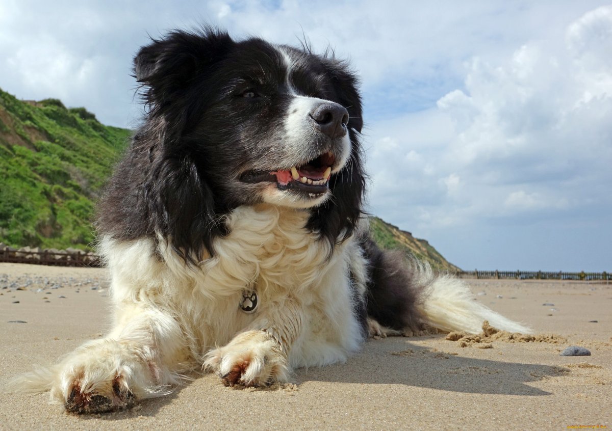 Обои собаки из Швейцарии