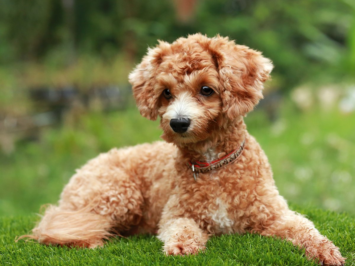 Карликовый пудель