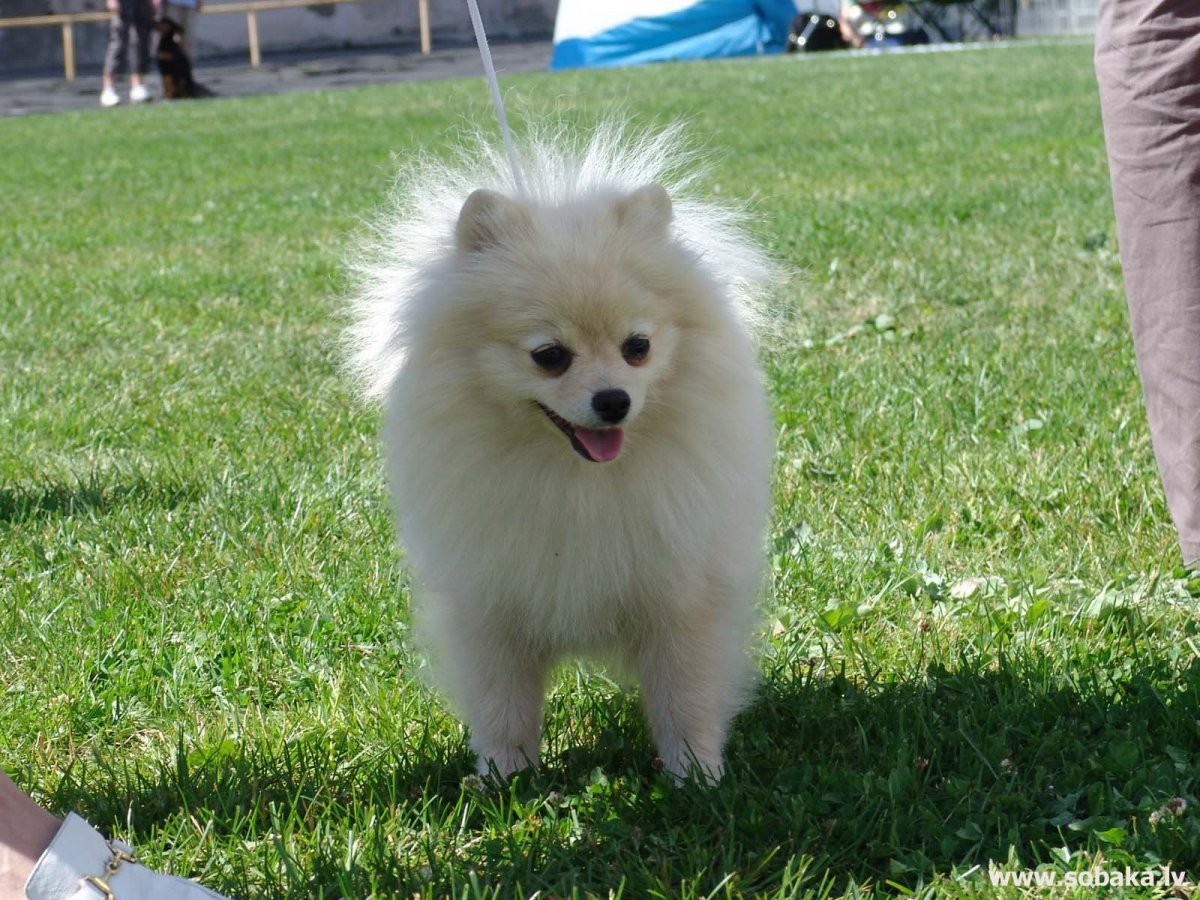 Порода собак шницель фото