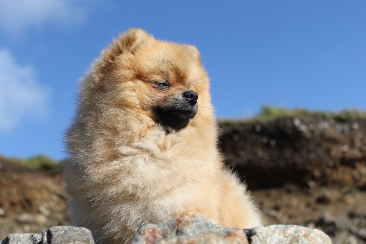 Шницель собака