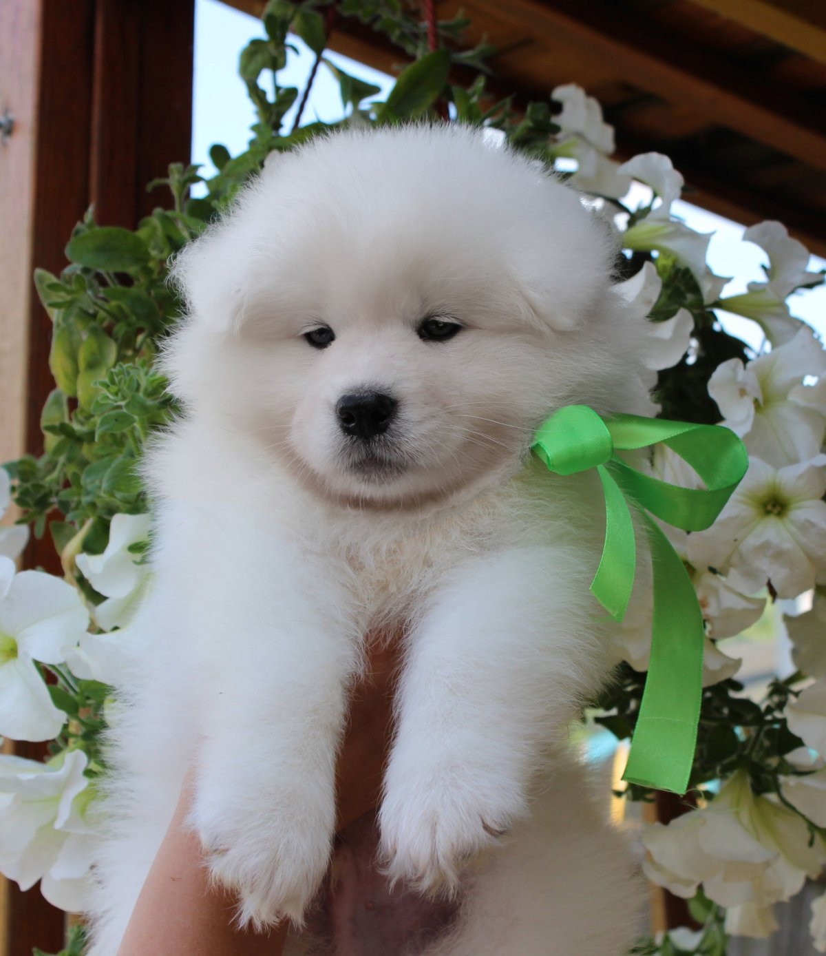 Красивые белые собачки