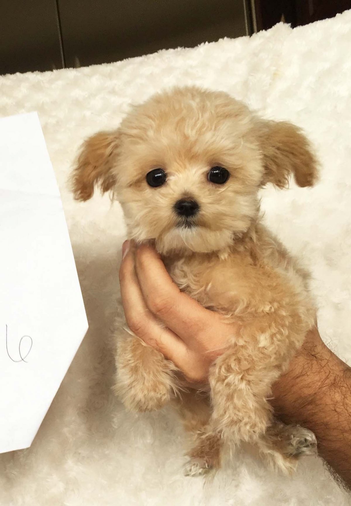 Собачка породы мальтипу