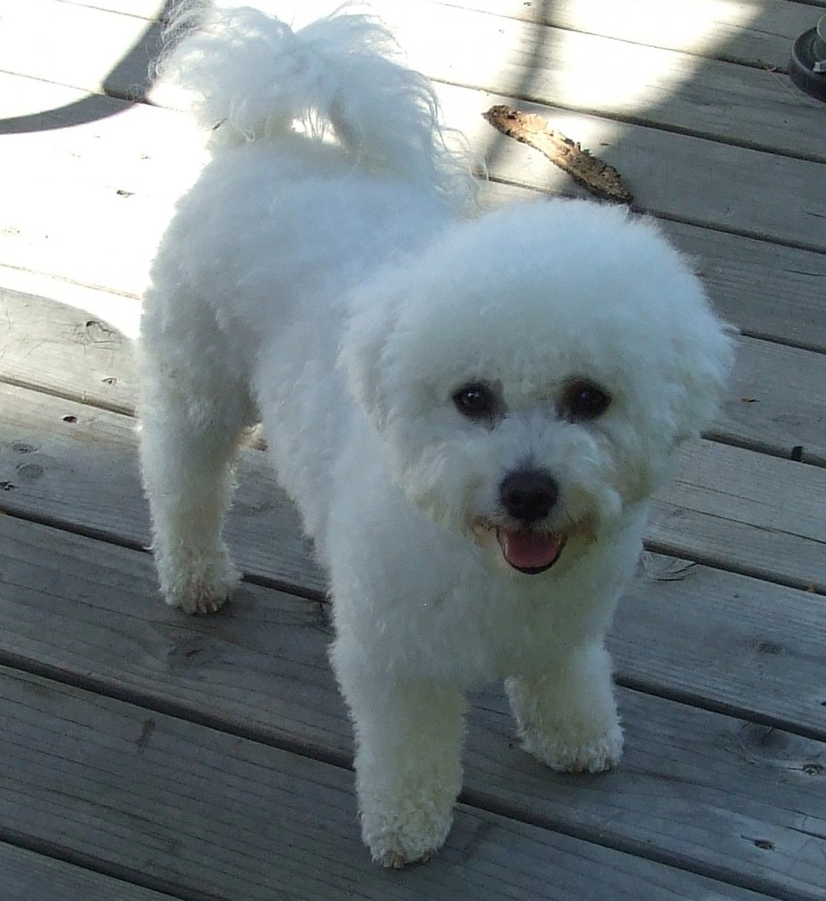 Бишон фризе