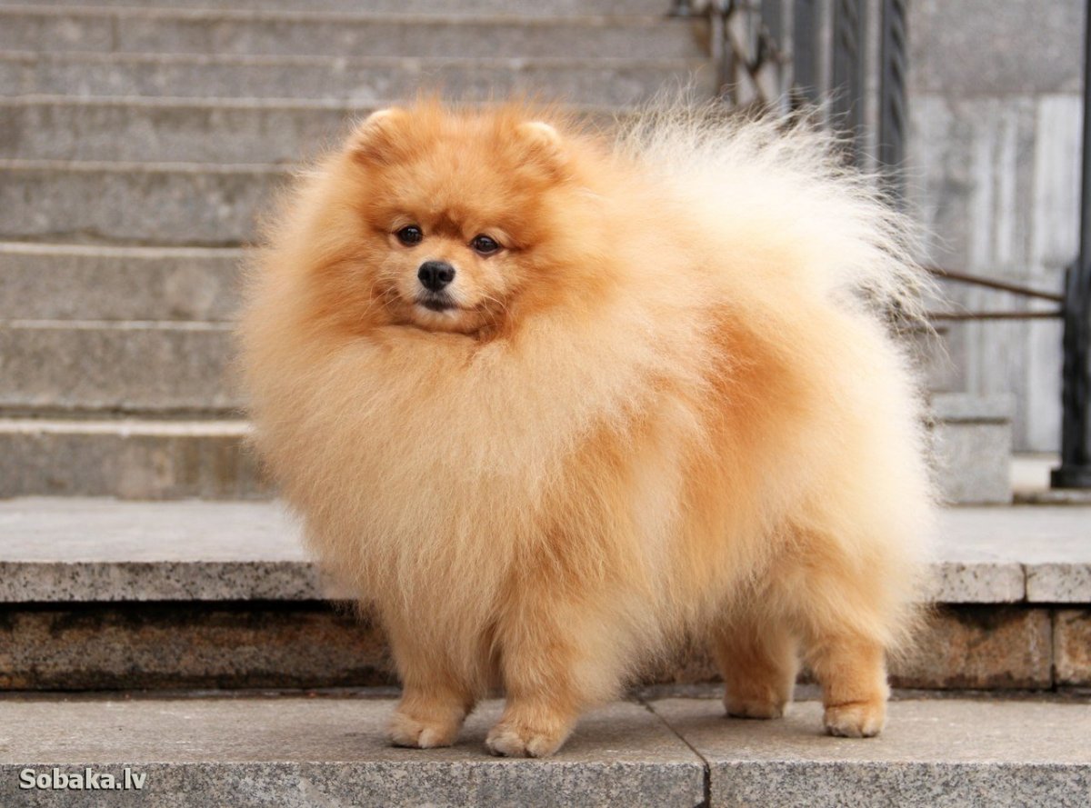 Порода собак шпиц немецкий