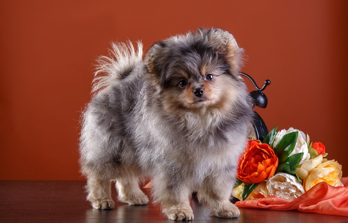 Померанский шпиц