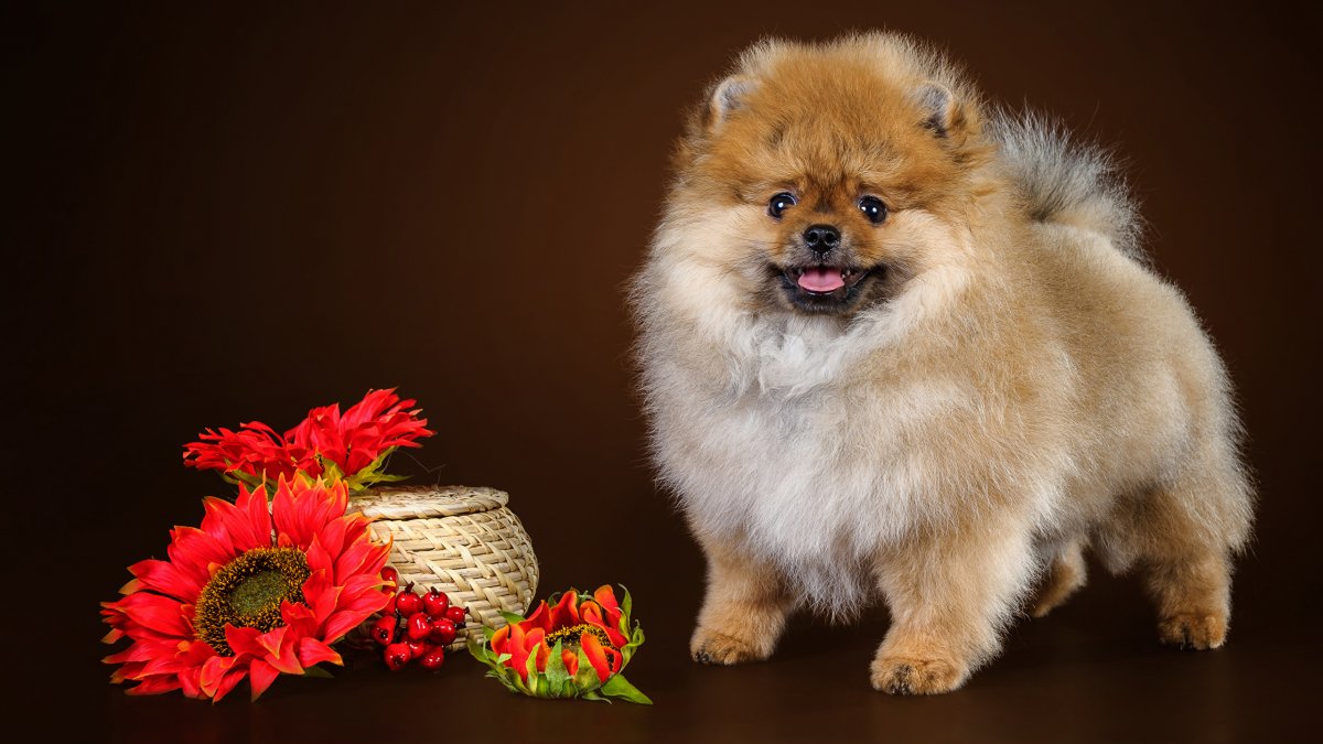 Померанский шпиц