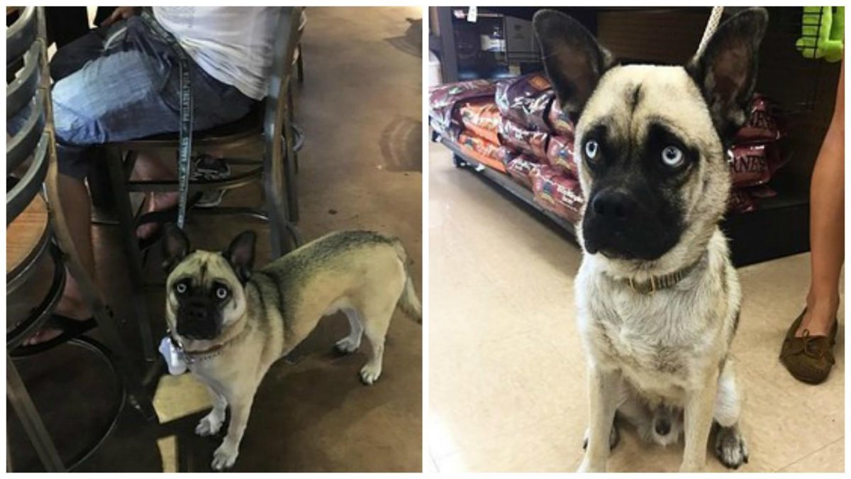 Помесь МОПСА И хаски