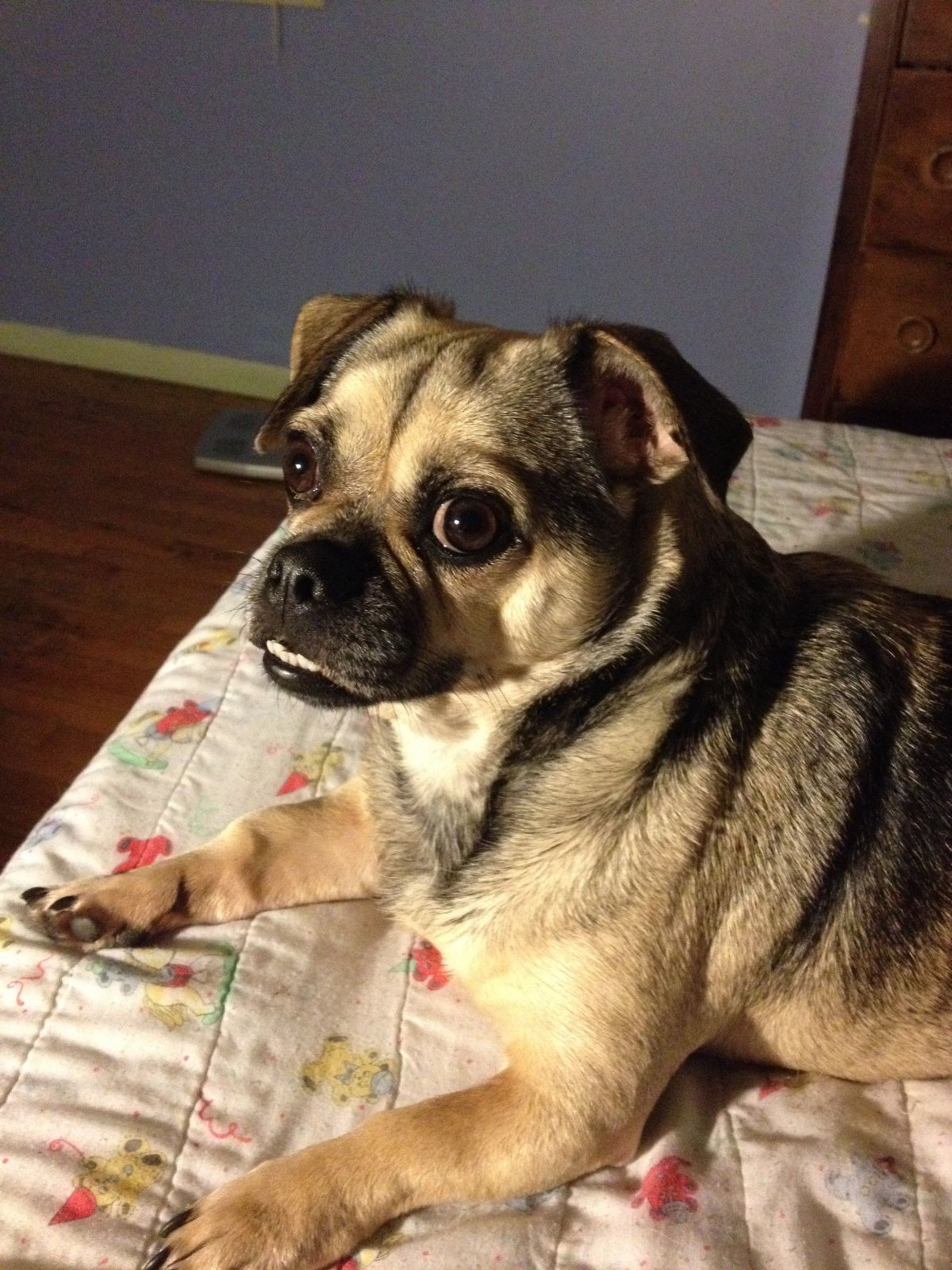 Метис корги и МОПСА