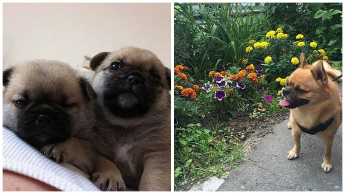 Метис МОПСА И шпица