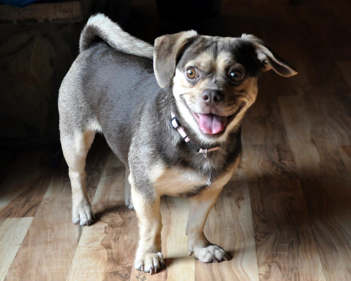 Смесь бульдога и чихуахуа