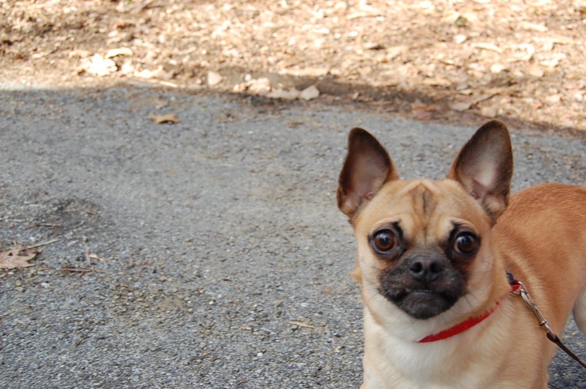 Мопс скрещенный с чихуахуа