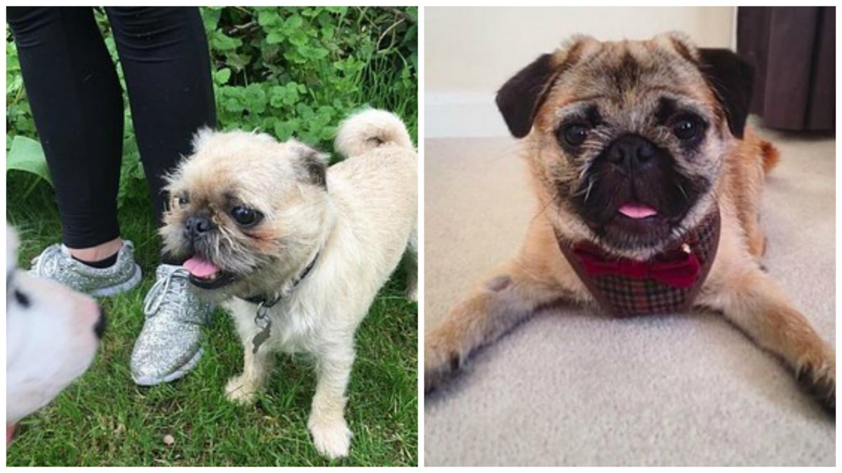 Метис ши тцу и МОПСА