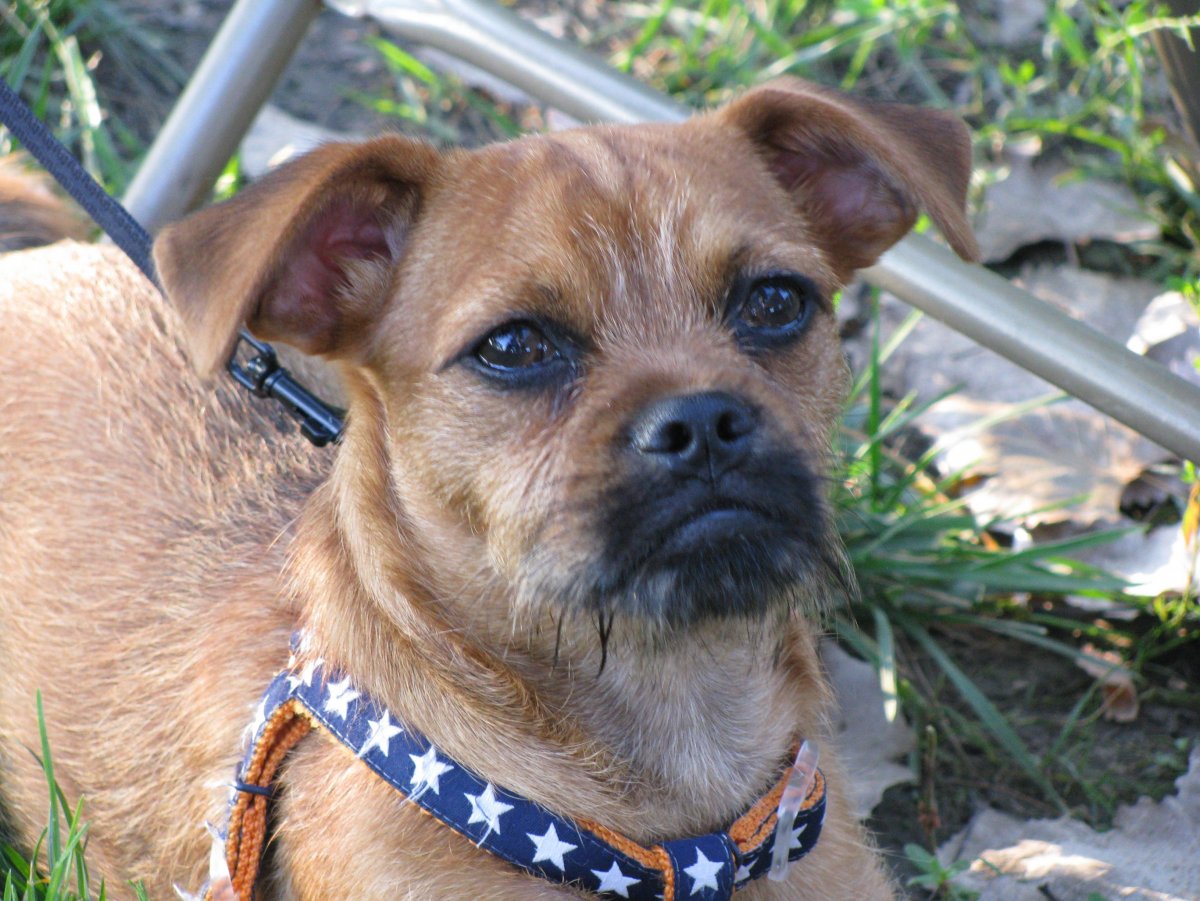 Помесь МОПСА И чихуахуа