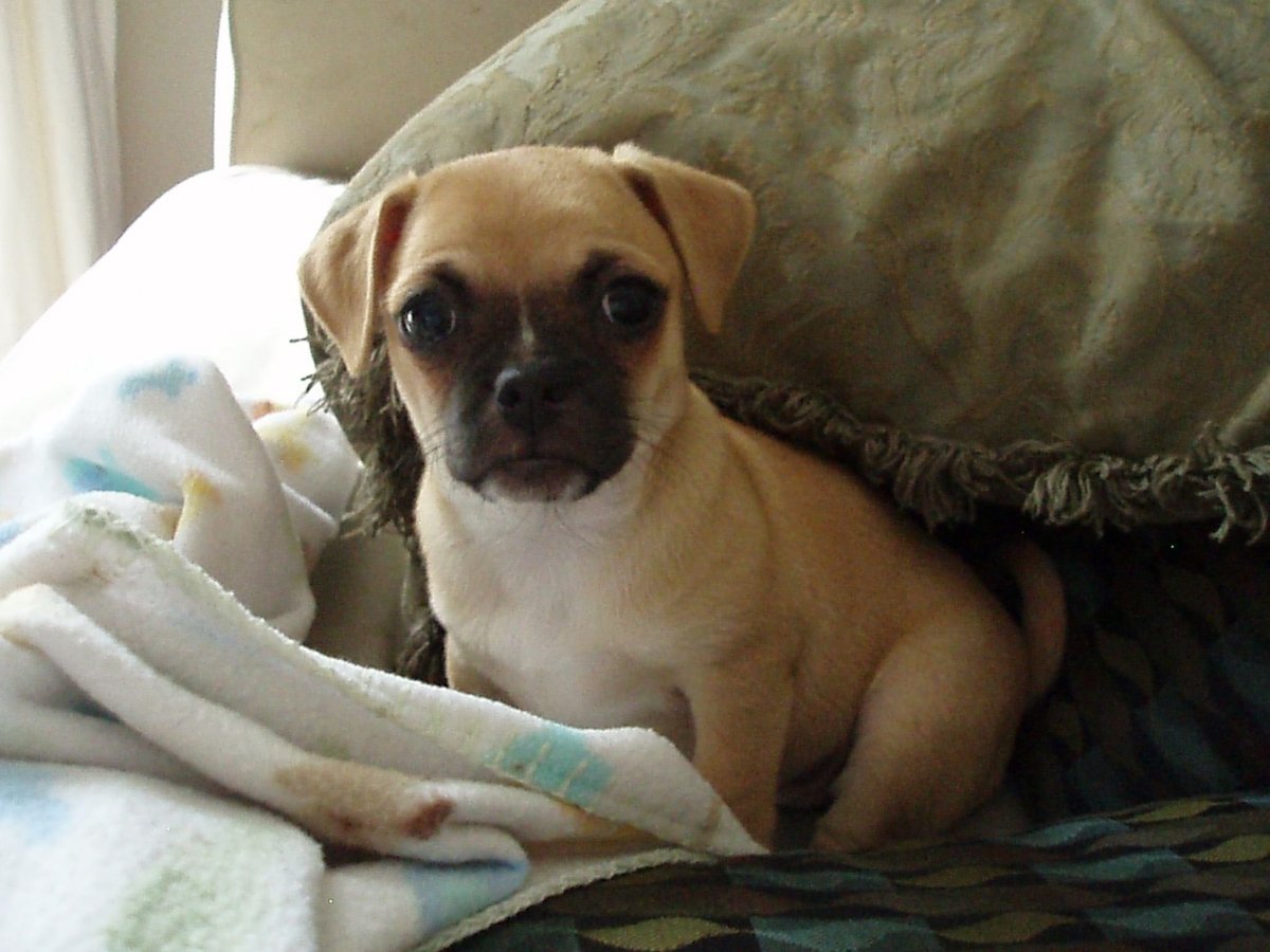 Джек Рассел + Пекинес+такса щенок