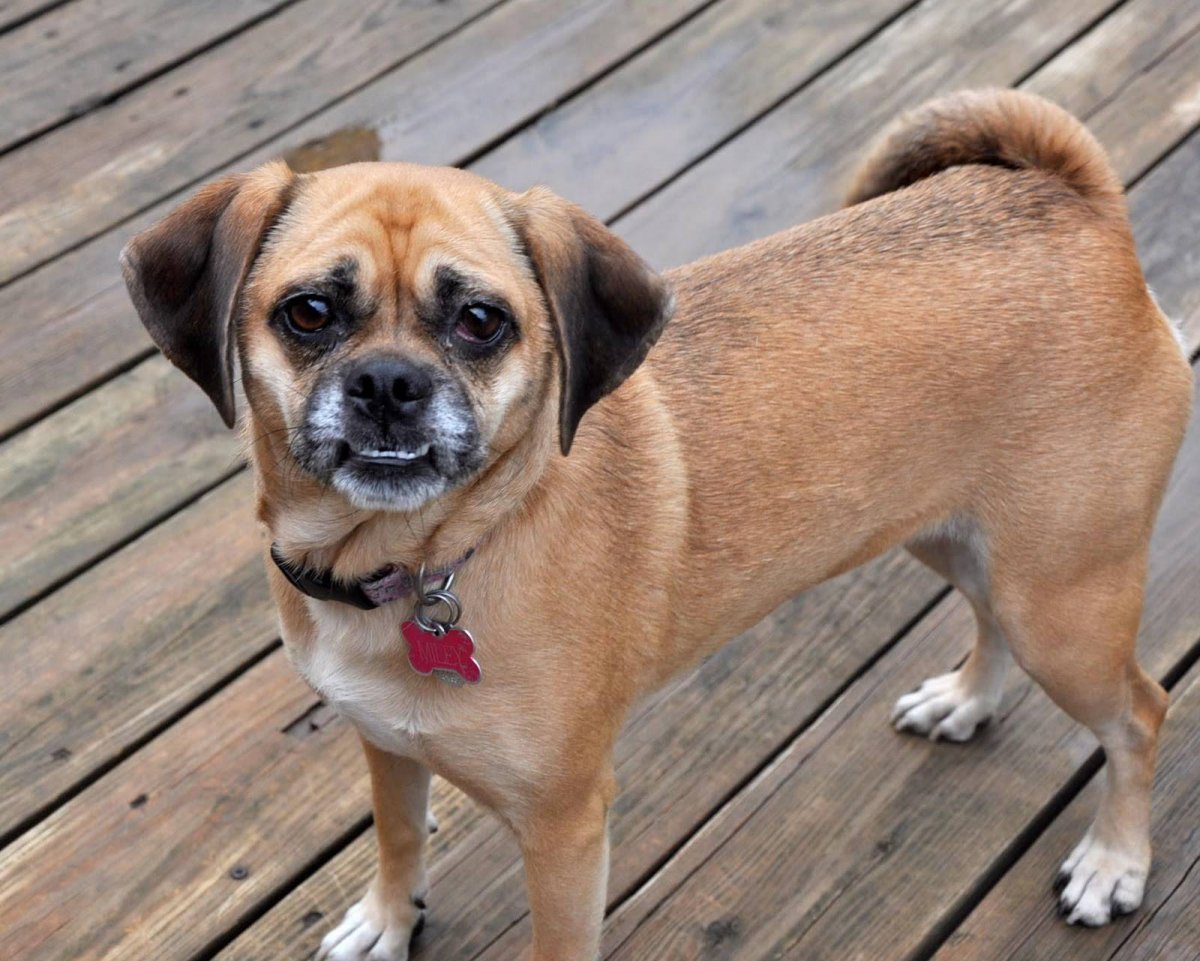 Puggle порода собак