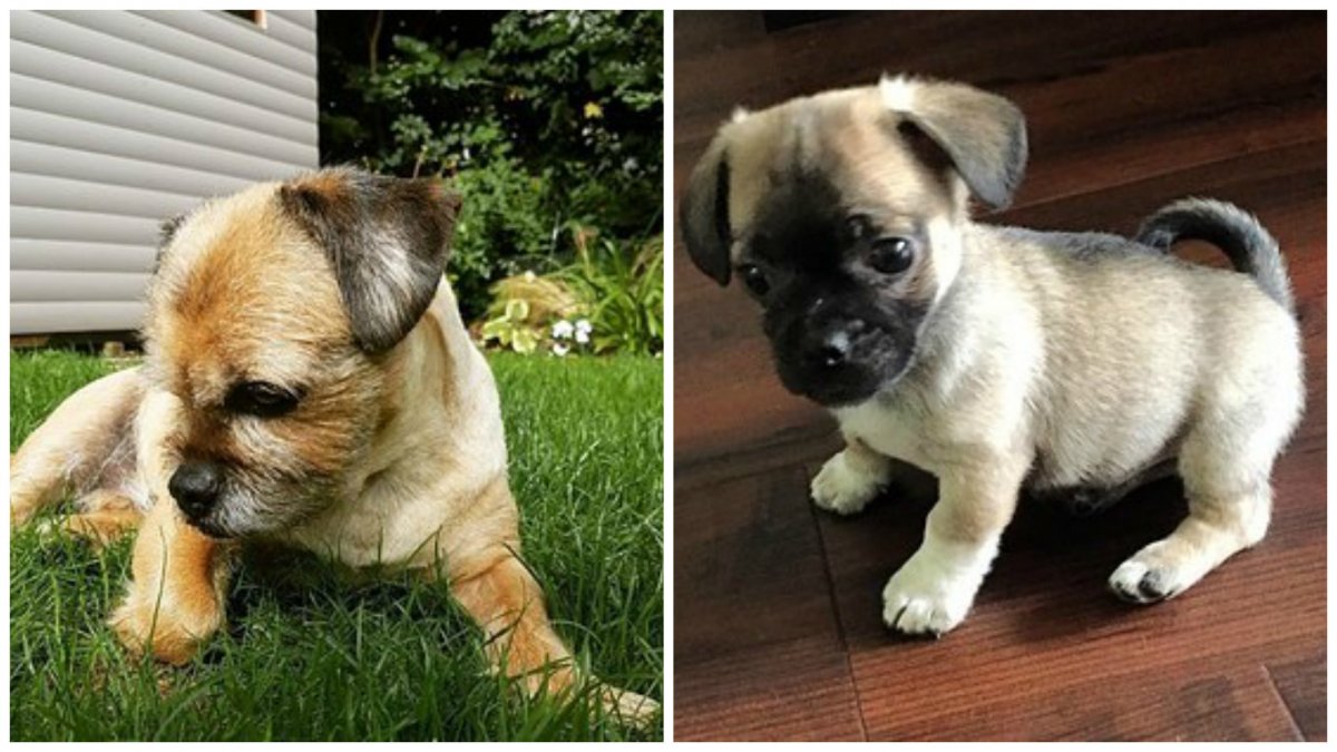 Метис терьера и МОПСА