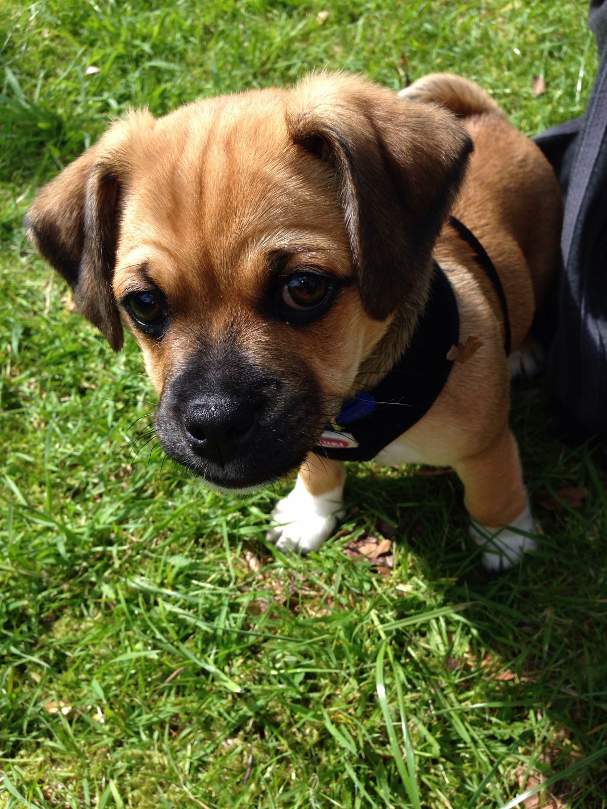 Метис МОПСА И Джек Рассела