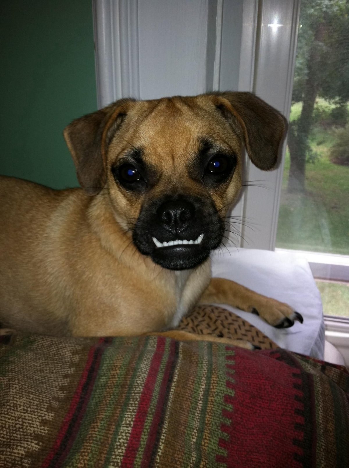 Метис МОПСА И Джек Рассела