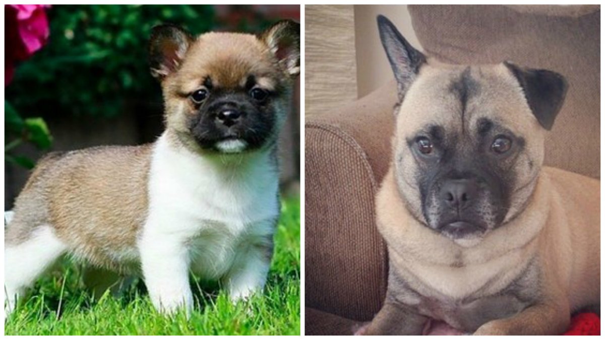 Метис МОПСА И шпица