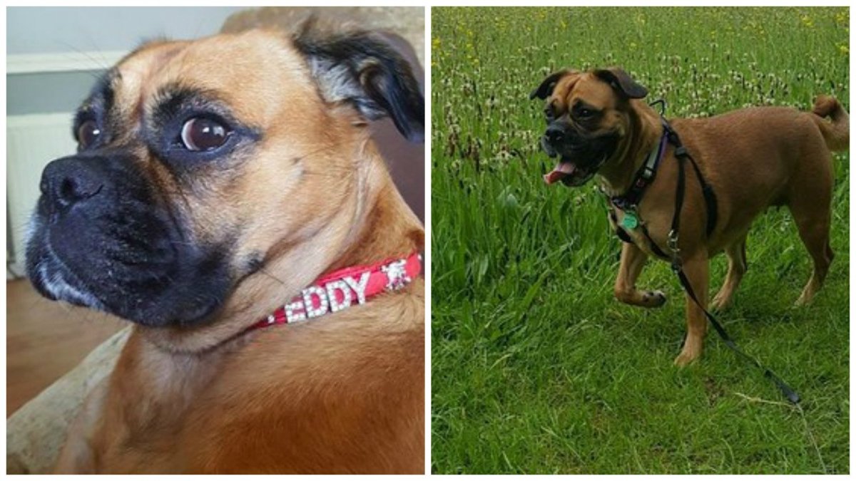 Помесь МОПСА И боксера