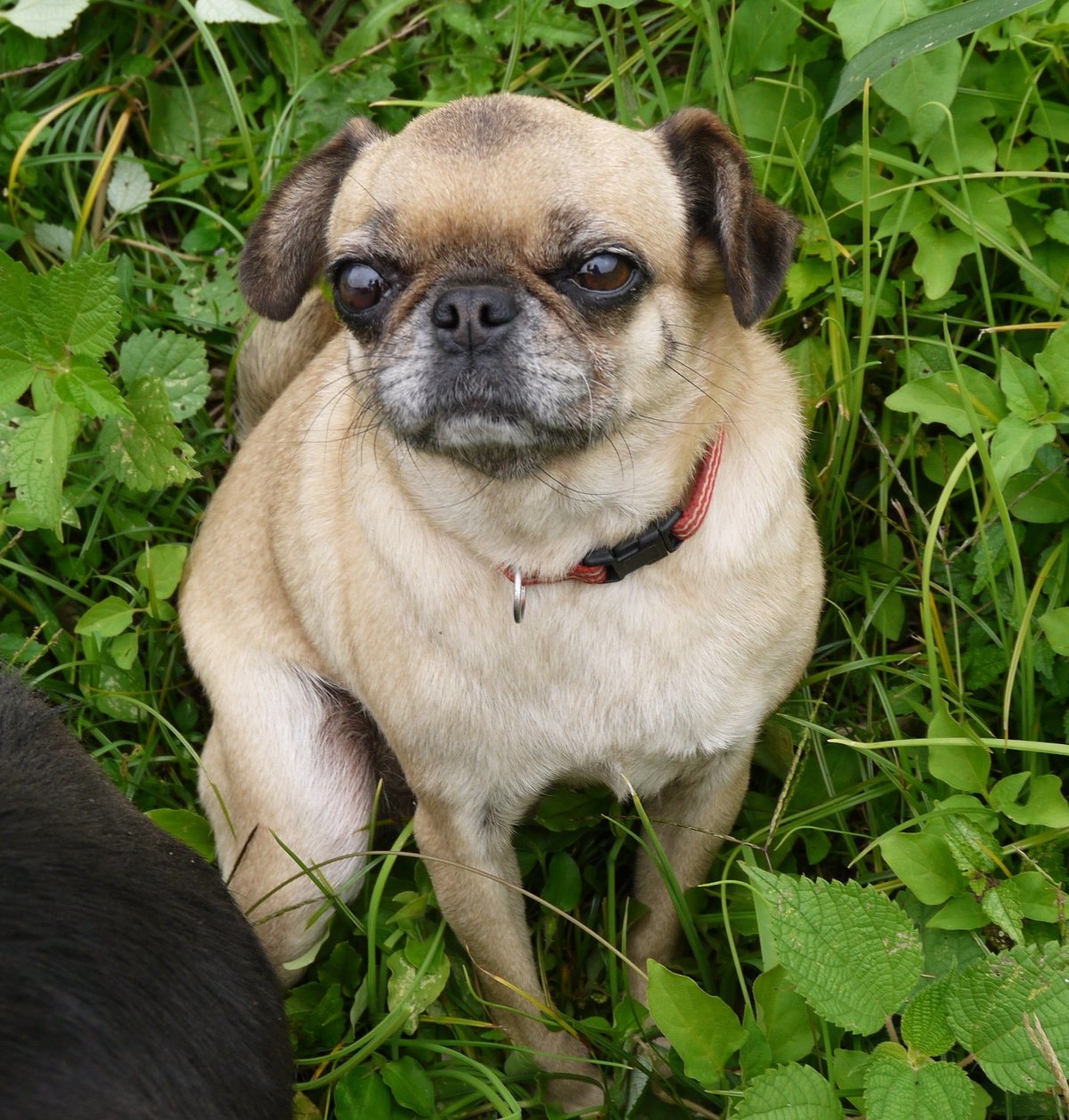 Метис чихуа и МОПСА