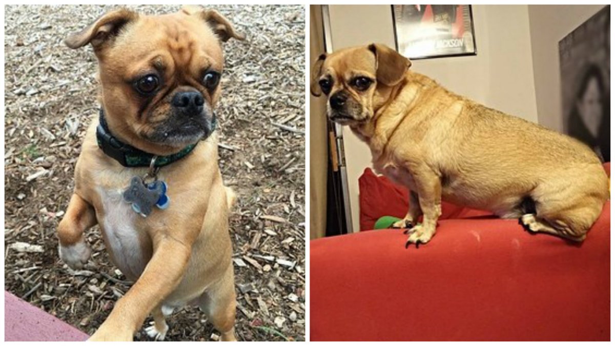 Метис МОПСА И чихуахуа