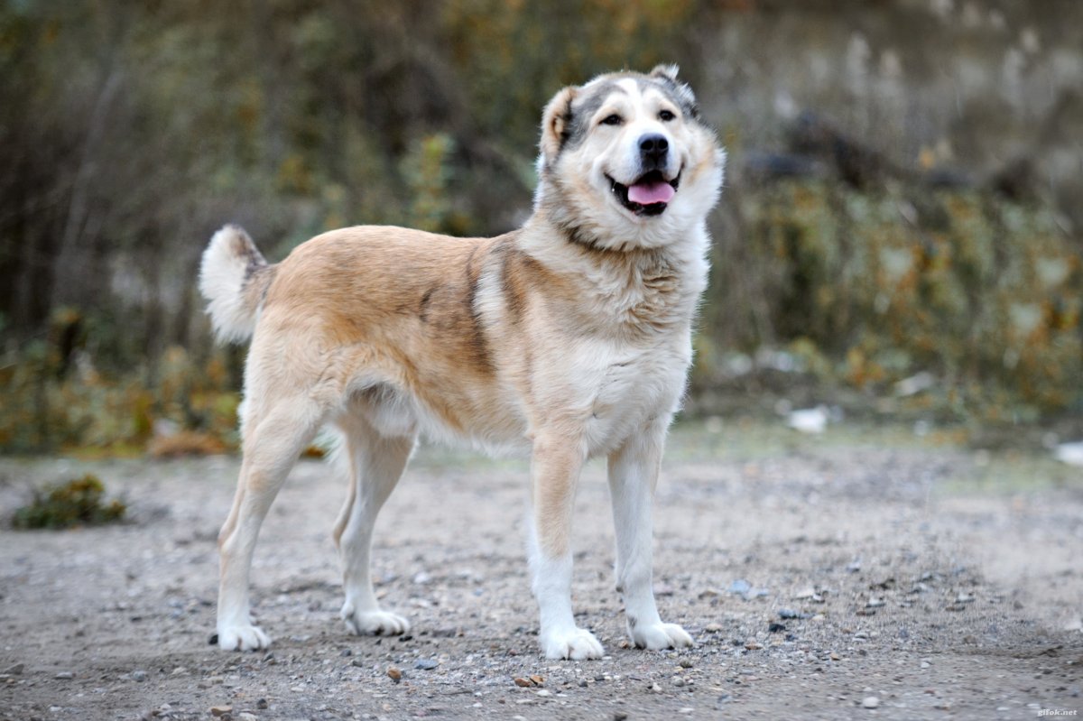 Метис алабая