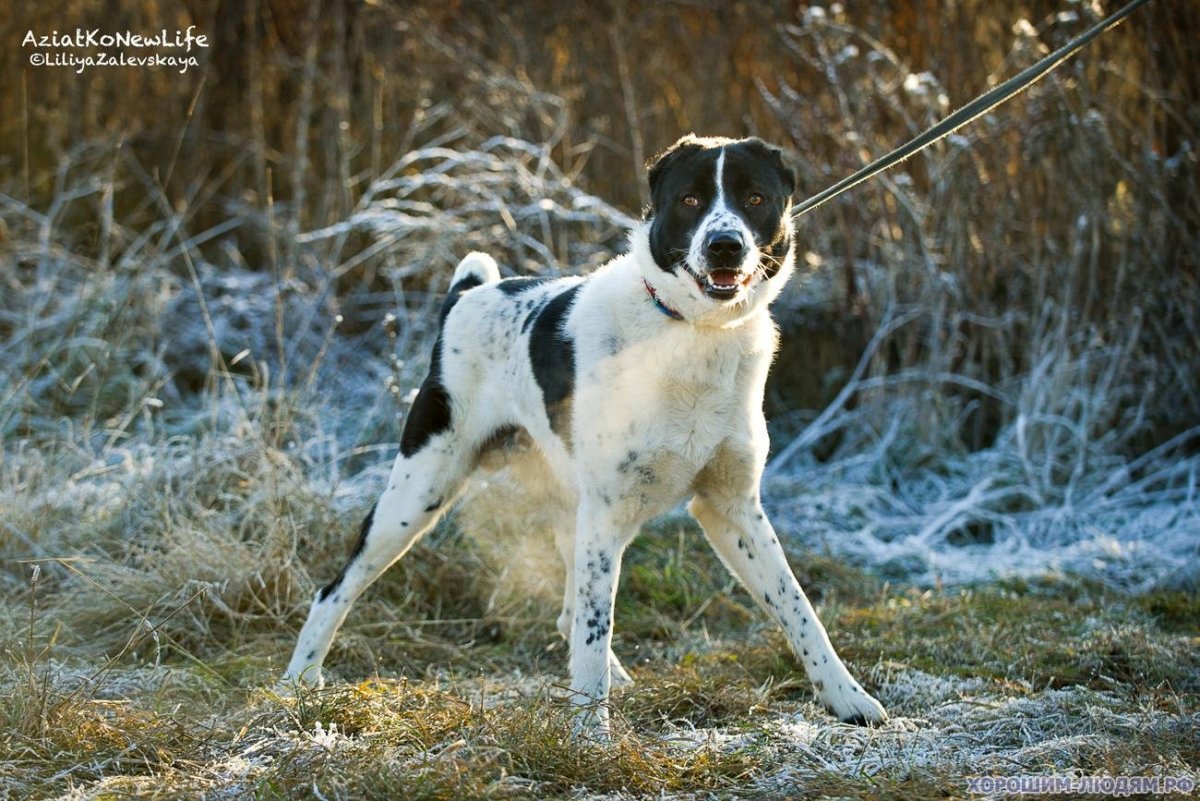 Метис питбуля и алабая