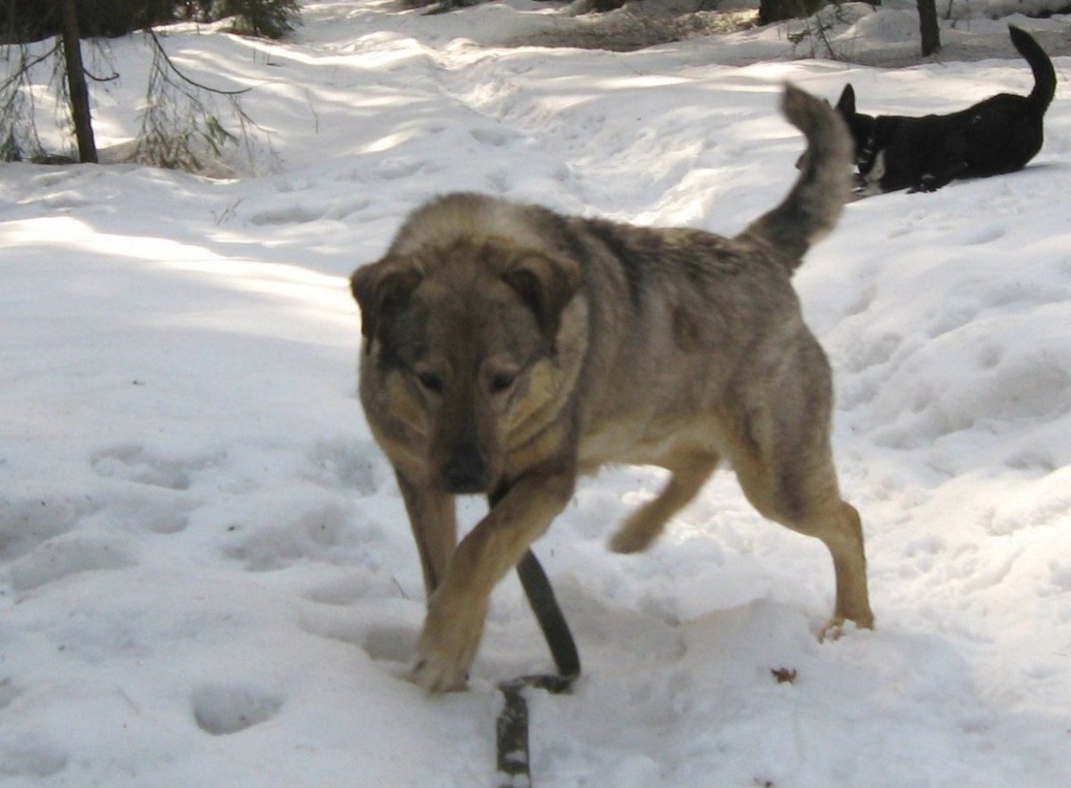 Метис бородатый Тойрер 6 месяцев