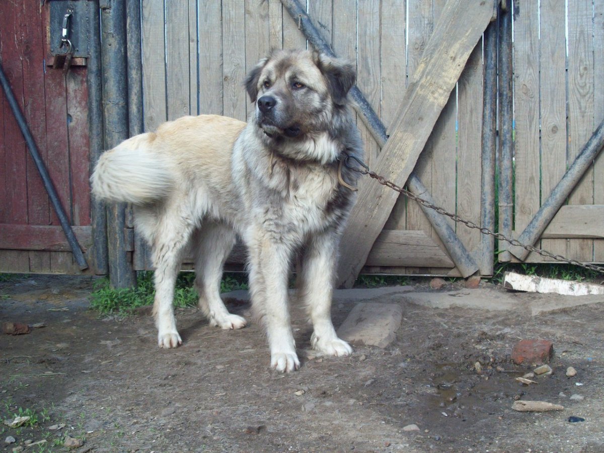 Алабай лайка метис