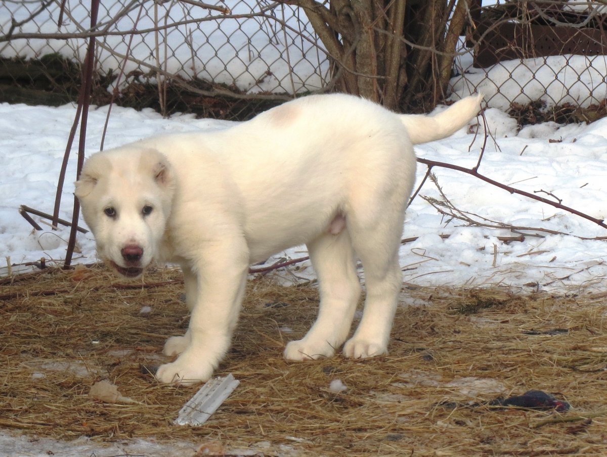 Метис Кавказская овчарка и алабай
