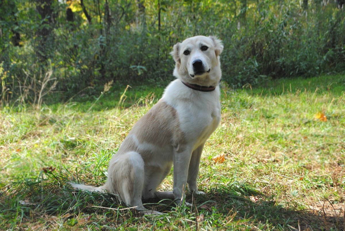 Среднеазиатская лайка белая