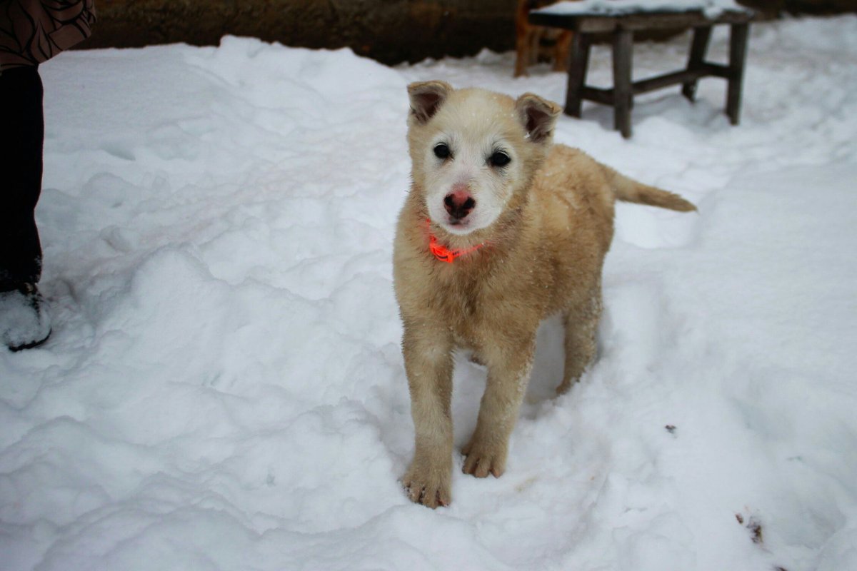 Алабай метис