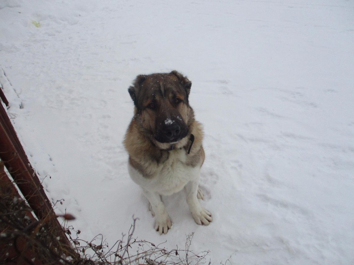 Среднеазиатская лайка щенки