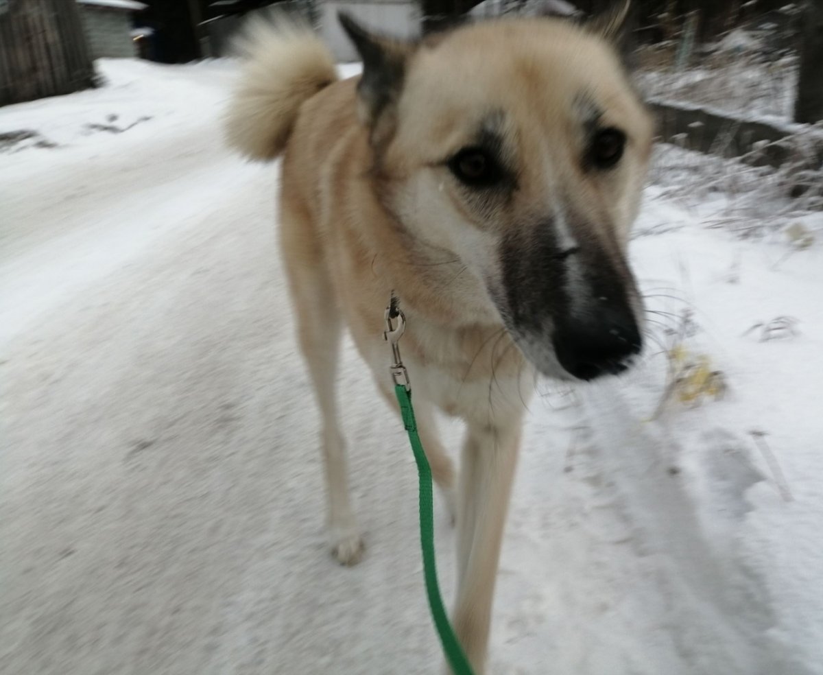 Алабай и лайка